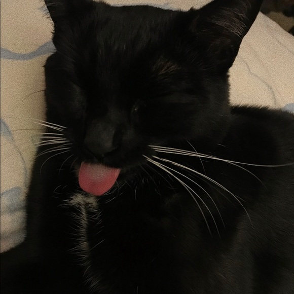 Meet your Posher, Josie - Picture 1 of 1